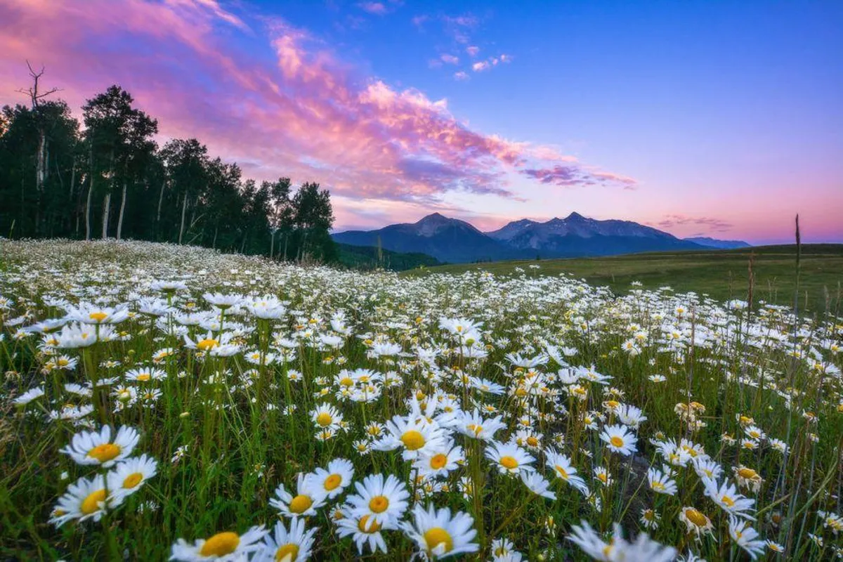 An expansive field of daisies stretches out toward majestic mountains under a vibrant sky. The scene is alive with wildflowers and natural beauty, offering ample opportunities for photography, exploration, and making memories.